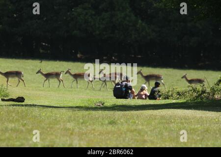 Dagnam Park, Havering, Essex - UK - 20 maggio 2020: Un uomo con i suoi due bambini guarda una mandria di daini che pascolano sul Dagnam Park durante il blocco di te london. Il governo ha consigliato al pubblico di rimanere a casa in tutto il Regno Unito a causa della pandemia Covid-19 e di avere facilità il blocco da semplici viaggi essenziali per le basi e l'esercizio fisico. Foto: David Mbiyu/ Alamy Live News Foto Stock