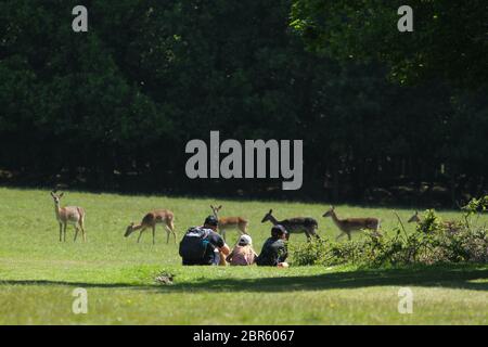 Dagnam Park, Havering, Essex - UK - 20 maggio 2020: Un uomo con i suoi due bambini guarda una mandria di daini che pascolano sul Dagnam Park durante il blocco di te london. Il governo ha consigliato al pubblico di rimanere a casa in tutto il Regno Unito a causa della pandemia Covid-19 e di avere facilità il blocco da semplici viaggi essenziali per le basi e l'esercizio fisico. Foto: David Mbiyu/ Alamy Live News Foto Stock