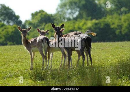 Dagnam Park, Havering, Essex - UK - 20 maggio 2020: Una mandria di daini pascolano sul Dagnam Park, Havering in Essex. Foto: David Mbiyu/ Alamy Live News Foto Stock