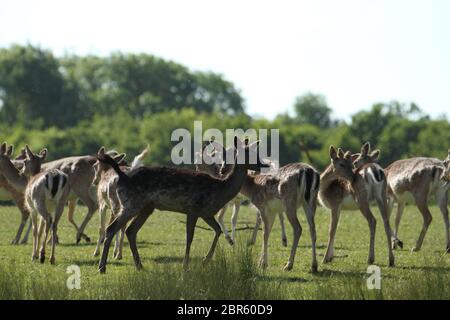 Dagnam Park, Havering, Essex - UK - 20 maggio 2020: Una mandria di daini pascolano sul Dagnam Park, Havering in Essex. Foto: David Mbiyu/ Alamy Live News Foto Stock