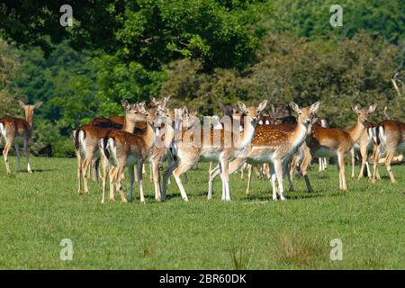 Dagnam Park, Havering, Essex - UK - 20 maggio 2020: Una mandria di daini pascolano sul Dagnam Park, Havering in Essex. Foto: David Mbiyu/ Alamy Live News Foto Stock