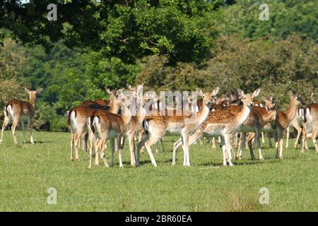 Dagnam Park, Havering, Essex - UK - 20 maggio 2020: Una mandria di daini pascolano sul Dagnam Park, Havering in Essex. Foto: David Mbiyu/ Alamy Live News Foto Stock