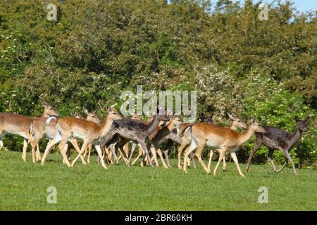 Dagnam Park, Havering, Essex - UK - 20 maggio 2020: Una mandria di daini pascolano sul Dagnam Park, Havering in Essex. Foto: David Mbiyu/ Alamy Live News Foto Stock