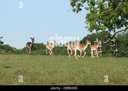 Dagnam Park, Havering, Essex - UK - 20 maggio 2020: Una mandria di daini pascolano sul Dagnam Park, Havering in Essex. Foto: David Mbiyu/ Alamy Live News Foto Stock