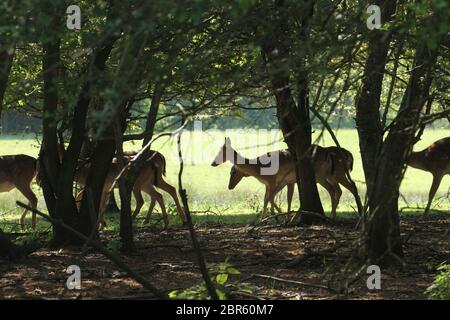 Dagnam Park, Havering, Essex - UK - 20 maggio 2020: Una mandria di daini pascolano sul Dagnam Park, Havering in Essex. Foto: David Mbiyu/ Alamy Live News Foto Stock