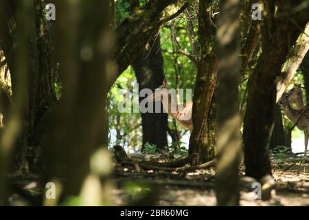 Dagnam Park, Havering, Essex - UK - 20 maggio 2020: Una mandria di daini pascolano sul Dagnam Park, Havering in Essex. Foto: David Mbiyu/ Alamy Live News Foto Stock