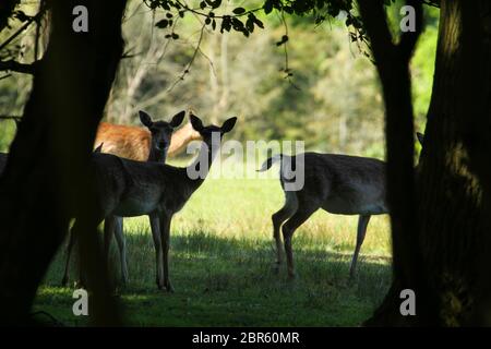 Dagnam Park, Havering, Essex - UK - 20 maggio 2020: Una mandria di daini pascolano sul Dagnam Park, Havering in Essex. Foto: David Mbiyu/ Alamy Live News Foto Stock