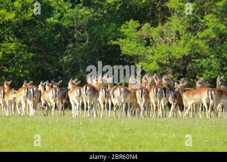 Dagnam Park, Havering, Essex - UK - 20 maggio 2020: Una mandria di daini pascolano sul Dagnam Park, Havering in Essex. Foto: David Mbiyu/ Alamy Live News Foto Stock