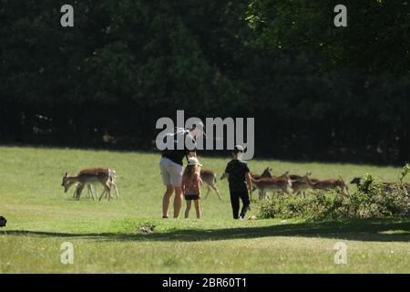 Dagnam Park, Havering, Essex - UK - 20 maggio 2020: Un uomo con i suoi due bambini guarda una mandria di daini che pascolano sul Dagnam Park durante il blocco di te london. Il governo ha consigliato al pubblico di rimanere a casa in tutto il Regno Unito a causa della pandemia Covid-19 e di avere facilità il blocco da semplici viaggi essenziali per le basi e l'esercizio fisico. Foto: David Mbiyu/ Alamy Live News Foto Stock