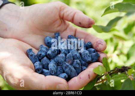 Bacche mature blu di honeysuckle sulla mano femminile vicino al ramo di un cespuglio (lat. Lonicera edulis, Lonícera caerulea). Giardinaggio. Ora estiva per la raccolta Foto Stock