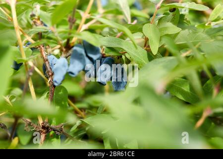 Bacche di miele mature blu sul ramo con foglie di un cespuglio (lat. Lonicera edulis, Lonícera caerulea). Giardinaggio. Ora estiva per raccogliere il ber Foto Stock