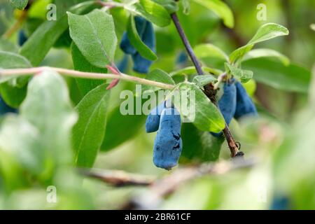 Bacche di miele mature blu sul ramo con foglie di un cespuglio (lat. Lonicera edulis, Lonícera caerulea). Giardinaggio. Ora estiva per raccogliere il ber Foto Stock