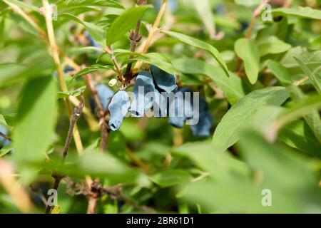 Bacche di miele mature blu sul ramo con foglie di un cespuglio (lat. Lonicera edulis, Lonícera caerulea). Giardinaggio. Ora estiva per raccogliere il ber Foto Stock