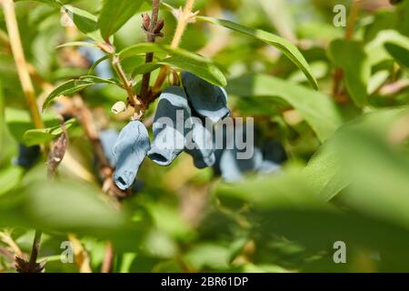 Bacche di miele mature blu sul ramo con foglie di un cespuglio (lat. Lonicera edulis, Lonícera caerulea). Giardinaggio. Ora estiva per raccogliere il ber Foto Stock