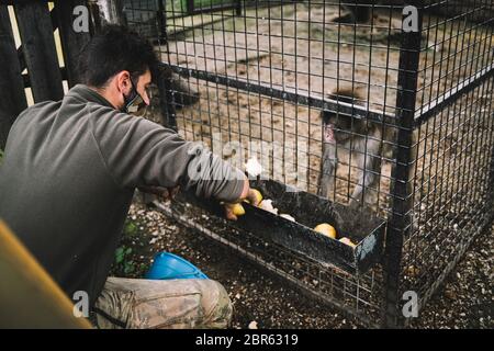 Walter prendersi cura e alimentare una scimmia al mattino presto. Torino 20-5-2020 Murazzano ( Cuneo ) il parco safari delle Langhe è chiuso da marzo a causa dell'emergenza Covid-19. Per continuare a nutrire e a prendersi cura degli animali, dovevano chiedere aiuto ai ristoratori, agli agricoltori e ai negozianti per donare cibo per nutrire gli animali. Nato nel 1976 a Murazzano nella bellissima zona delle Langhe, il parco ospita numerose specie come zebre, giaguari, lupi, cammelli, canguri, ippopotami e molte altre specie Torino 20 Maggio 2020 Parco Safari delle Langhe - Murazzano - Cuneo - 20/ Foto Stock