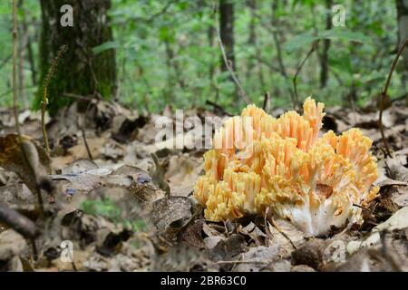 Ramaria fava o Golden coral fungo in habitat naturale, foresta di querce, vista ravvicinata, orientamento orizzontale Foto Stock