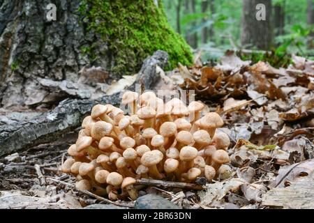 Molto giovane esemplare di Armillaria tabescens o Ringless Miele Fungo in habitat naturale, foresta di querce, vista ravvicinata Foto Stock