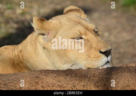 Leoness nascosto, dormiente che prende il pisolino pomeridiano in un'ora d'oro dopo il pasto grande, vista ravvicinata Foto Stock