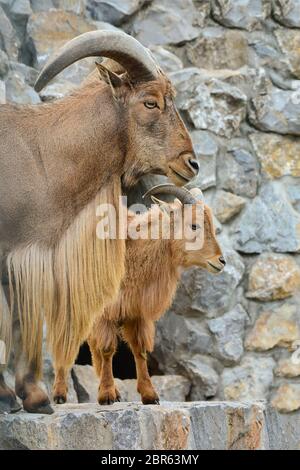 Pecora di Barbary o Ammotragus lervia, o arrui o aoudad, una specie di caprid nativo alle montagne rocciose in Africa del Nord, vista ravvicinata contro bac roccioso Foto Stock