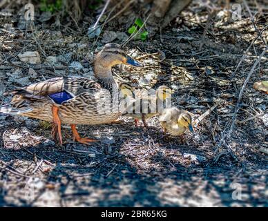 Baby Mallard (Anas platyrhynchos) alla ricerca di cibo a Sepulveda Wildlife Sanctuary CA USA Foto Stock