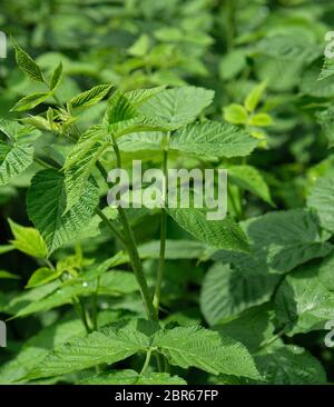 Giovani germogli di lampone con steli verdi e foglie su un giorno di estate, close up Foto Stock