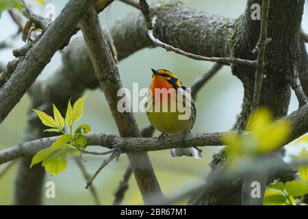 Blackburnian trillo Foto Stock