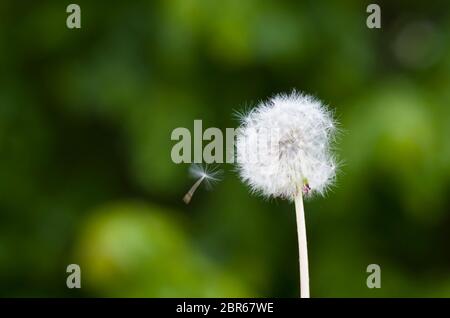 Fioritura di tarassaco, i semi secchi e un seme nel vento volare lontano. Sfondo verde. Foto Stock