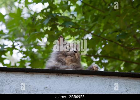 Carino gattino grigio guardando oltre il bordo di un tetto Foto Stock