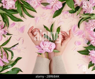 Due mani di una ragazza giovane con la pelle liscia e un mazzo di peonie rosa su uno sfondo di pesche, vista dall'alto, il concetto di moda per mano di cura della pelle, ant Foto Stock