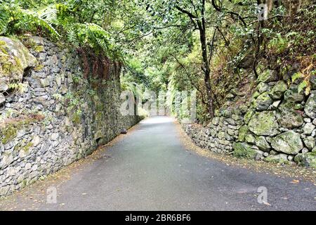 L'ingresso alla foresta laurel Los Tilos su La Palma, patrimonio mondiale dell UNESCO e di attrazione per gli escursionisti, il 'Laurisila foresta'. Foto Stock