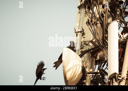 Due uccelli avvistato su un trasformatore di alta tensione. Gli uccelli non ottenete sconvolta poiché non sono buoni conduttori di elettricità. Foto Stock