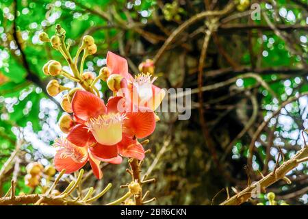 Fire Lily o Gloria Lily (Gloriosa superba) chiamato fiamma, arrampicate o strisciante lily o tiger claw. La specie è offerta, tuberose di latifoglie radicate per Foto Stock