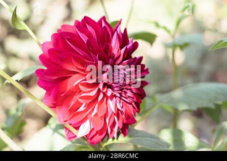 Un rosso Fiore Dahlia (un membro delle Asteraceae o Compositae dicotiledoni), un genere di folte, tuberose, piante erbacee perenni, relative a specie Foto Stock