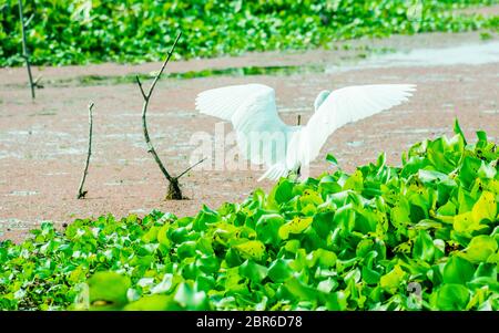 Un bellissimo cigno bianco o Cygnus bird sbattimenti le sue ali sul lago di campo con floating pianta acquatica di Kumarakom Bird Sanctuary, Kerala. Foto Stock