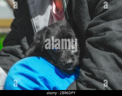 pet care ritratto di un mongrel nero cucciolo nelle braccia di un uomo Foto Stock