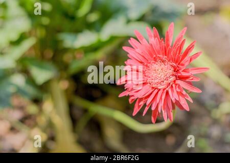 Un Barberton daisy gerbera in presenza di luce solare. Noto come Transvaal daisy o Barbertonse madeliefie, Gerbera jamesonii è una specie di pianta flowering trovati Sou Foto Stock