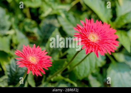 Due Barberton daisy gerbera con foglie in background. Transvaal noto daisy o Barbertonse madeliefie, Gerbera jamesonii è una specie di fioritura pl Foto Stock