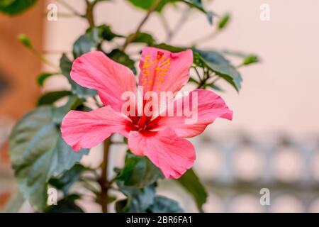 Uno Chaba fiore (Hibiscus rosa-sinensis) cinese di rosa, di colore rosso, in direzione verso l'alto, che fiorisce in luce del sole di mattina in background isolato. Inverno fi Foto Stock