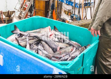 Un sacco di salmoni dall'oceano in verde plastica isolato scatola di pesce f, pronto per il trasferimento al mercato Foto Stock