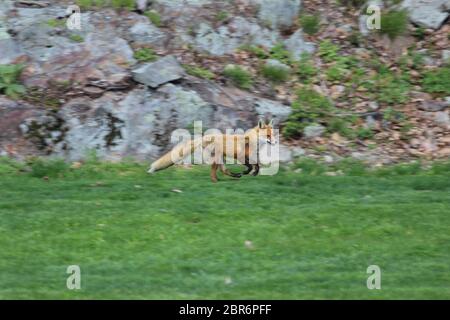 Volpe rossa che corre lungo il bordo di erba Foto Stock