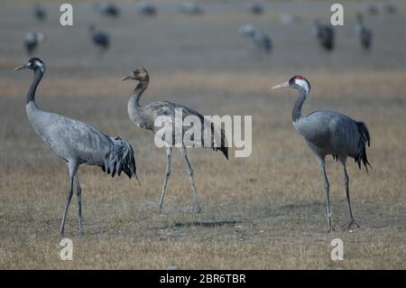 Gru comuni (Grus grus). Due adulti e un bambino. Riserva naturale della Laguna di Gallocanta. Aragona. Spagna. Foto Stock