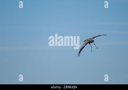 Atterraggio di gru comune (Grus grus). Riserva naturale della Laguna di Gallocanta. Aragona. Spagna. Foto Stock