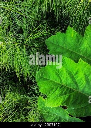 Foglie verdi boscose cadenti erano bloccate tra le lame dell'erba del manto erboso. Foglie verdi di betulla da vicino. Autunno sfondo verde e giallo con equisetum Foto Stock