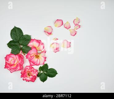 Le gemme di fioritura di rose con foglie di colore verde nell'angolo su uno sfondo bianco, spazio di copia Foto Stock