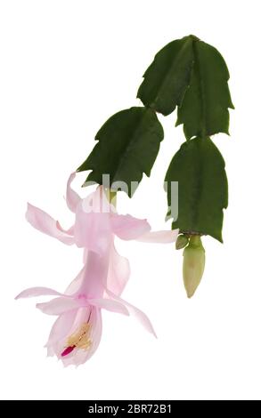 Focus impilati l immagine di un (zygocactus Schlumbergera truncata ibridi) appiattita campana-fiore rosa, un succulento epifiti pianta dalle giungle del h Foto Stock