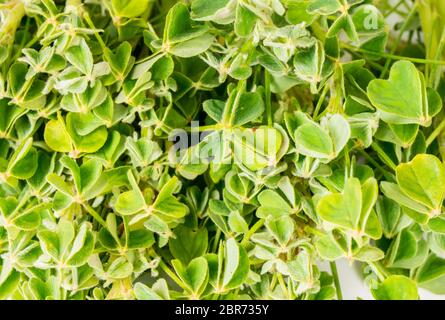 Organici erbe commestibili Verde foglie di oca Oxalis tuberosa close up Foto Stock