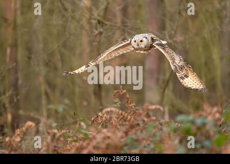 Gufo di aquila siberiana con ali di bellezza nella foresta. Foto Stock