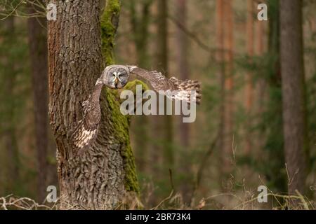 Gufo che vola vicino all'albero nella foresta europea. Foto Stock