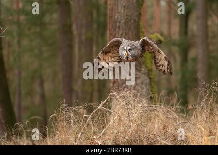 Grande gufo grigio che vola nella foresta. Strix nebulosa Foto Stock