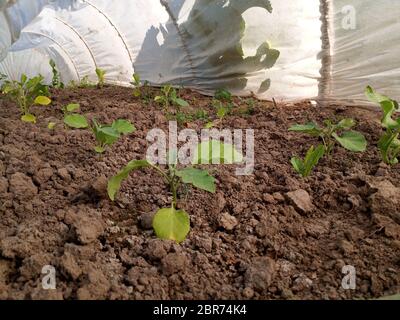 Melanzane nella serra per crescere. Coltivare melanzane in serre. Foto Stock